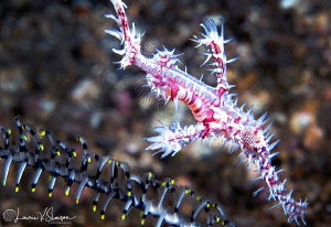 Ornate Ghost Pipefish/Photographed with a 60 mm macro len... by Laurie Slawson 